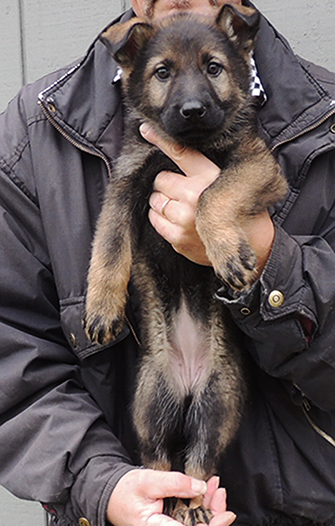 Nikita Gerry T Litter Pink collar sable female