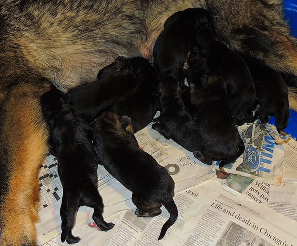 Nikita Gerry B Litter Newborns 2