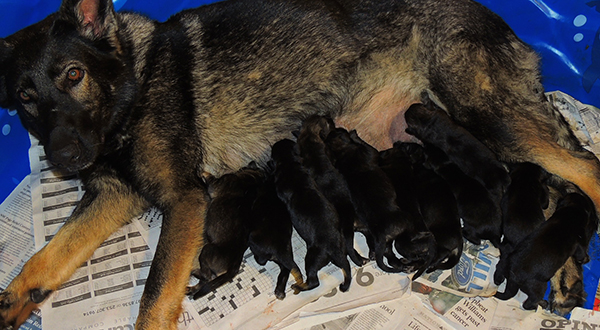 Nikita x Gerrys 11pak of newborns