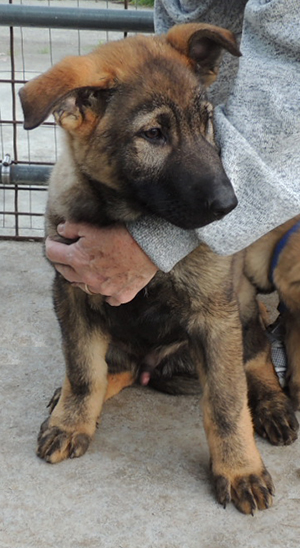No Collar sable male 11.5 wks