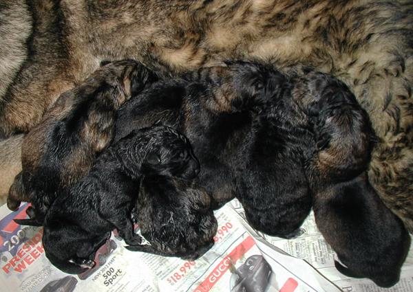 Odessa x Norbo Den Lu litter newborn 4.1.2012