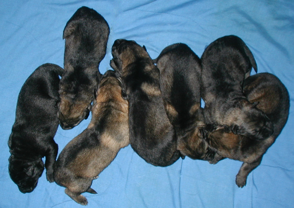 Odessa x Norbo DL pups 7 days old