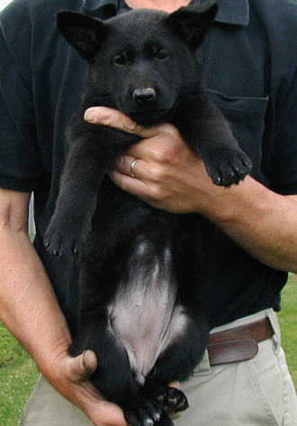 Norbo Odessa black female purple collar 6.5 wks