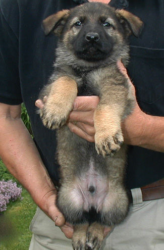 Norbo Odessa Lime collar male 6.5 wks