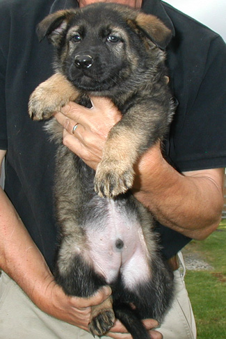 Norbo Odessa Red Collar male 6.5wks