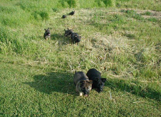 Norbo Odessa pups play in field 6.5 wks