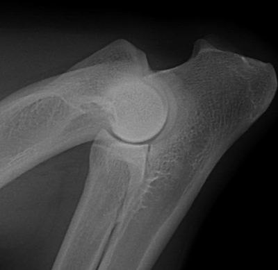 Normal Canine Elbow Joint