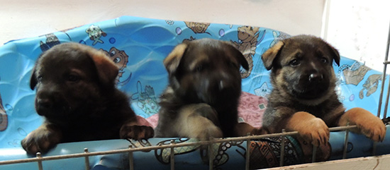 Qash Norbo pups 4 wks