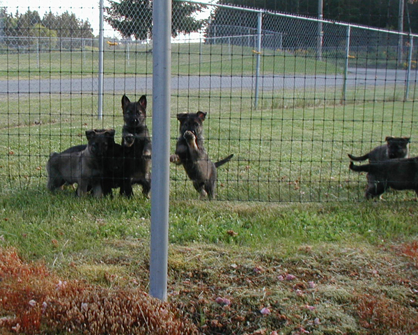 Norbo Odessa Pups 6 wks