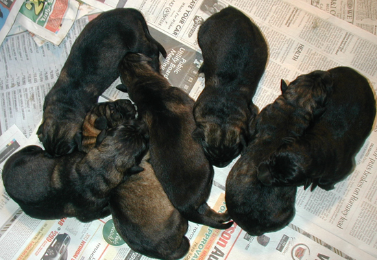 Odessa Norbo DL litter 24 hrs old