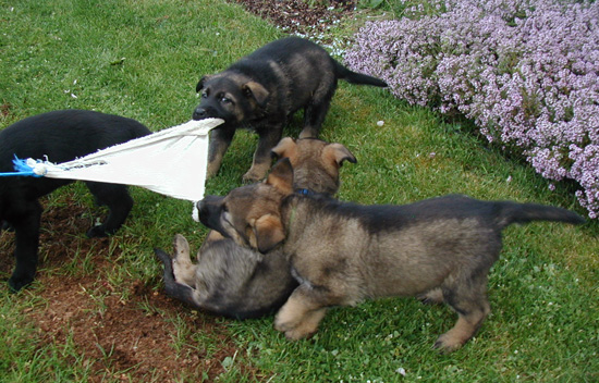 Norbo Odessa pups tug of war