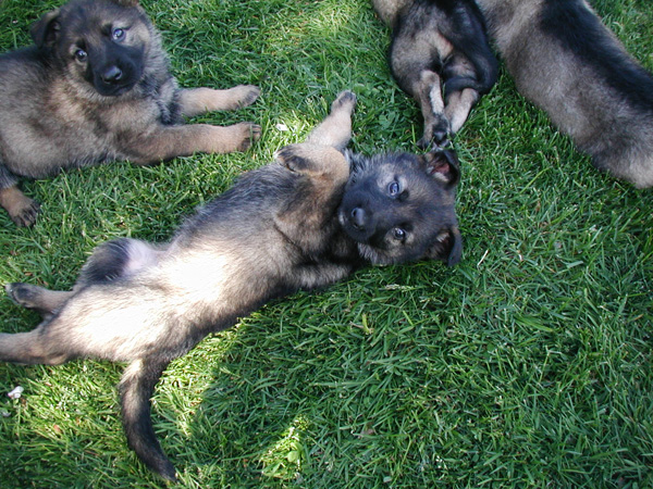 W Litter_ Odessa Norbo DL 6wks