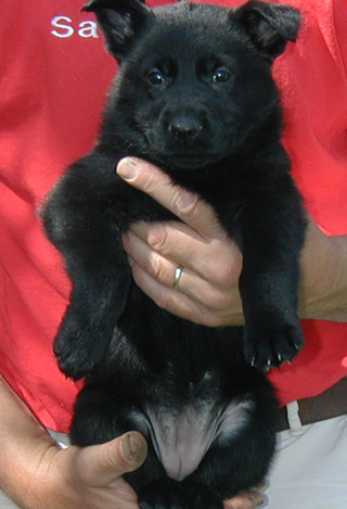 Odessa Norbo DL Blk female 6wks 320w