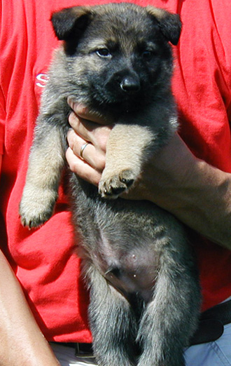 Odessa Norbo DL Black collar male 6 wks