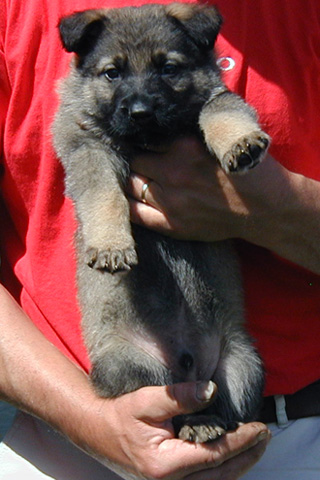 Odessa Norbo DL Lime collar male 6 wks
