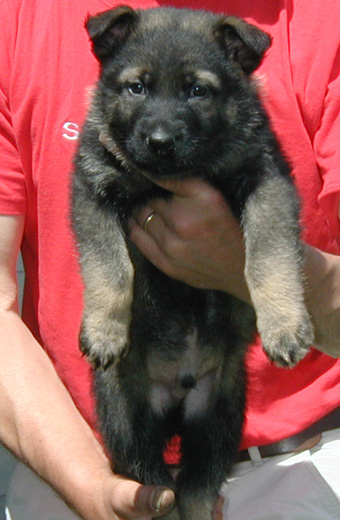 Odessa Norbo DL red collar male 6 wks
