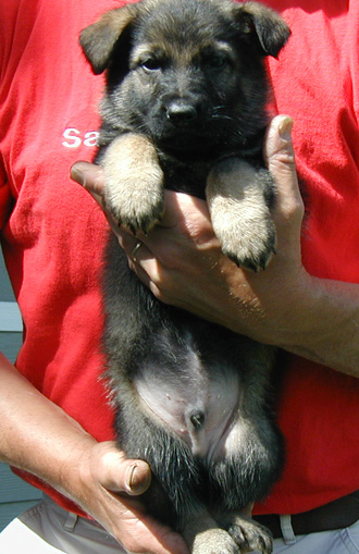 Odessa Norbo DL Royal Blue male 6 wks