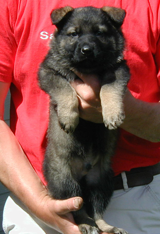 Odessa Norbo DL Turq. collar male 6 wks