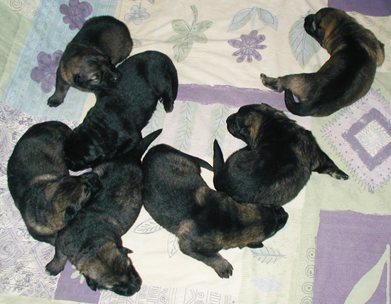 Odessa x Norbl DL pups 9 days