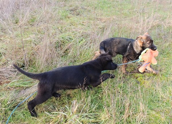 Olex and Oskar 12 weeks1