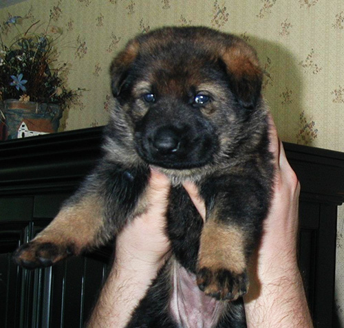 Ondra 3 wks 2