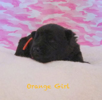 Orange girl 2wks 1