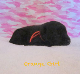 Orange girl 2 wks 2