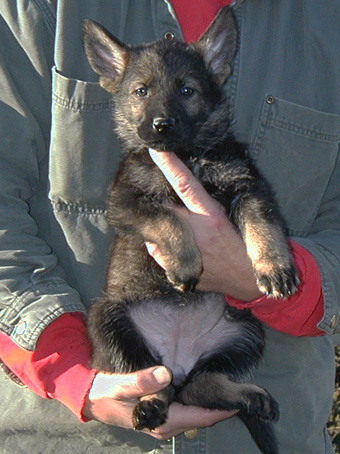 Orange Collar Female