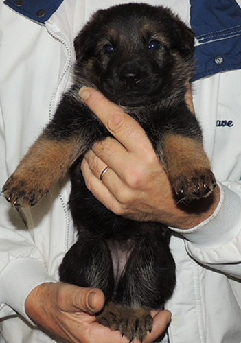 Orange collar Tina Gerry V Litter female 3.5 wks