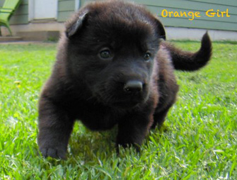 Orange girl 4 wks