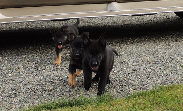 Jonni x Dino females Pumpkin red and blk female 7.5 wks