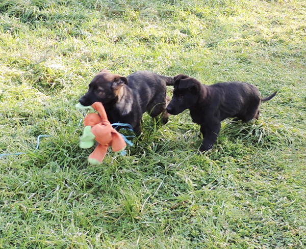 Olex and oskar 12 wks 2