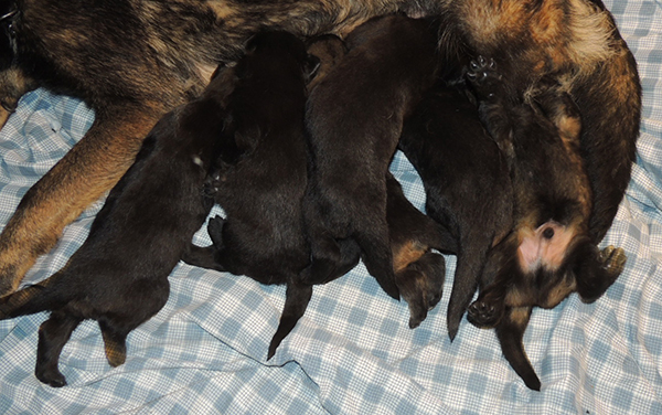 Oxy Mamo S Litter 15 days 2