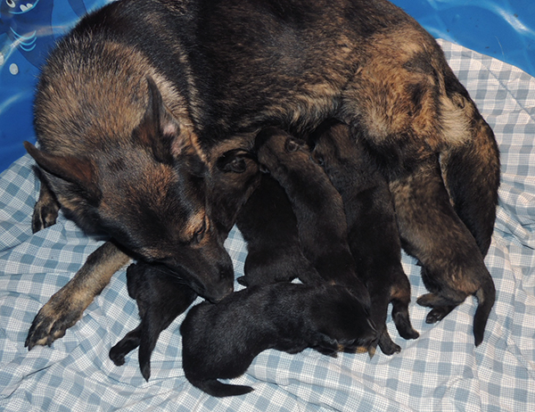 Oxy Mamo S Litter 15 days 3