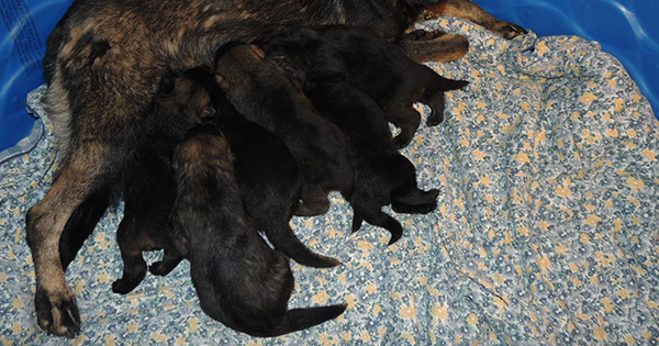 Osy Mamo S Litter 20 days 2