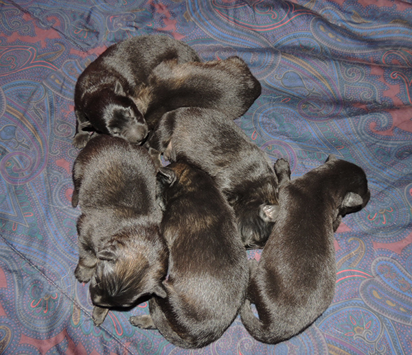 oxy Mamo S Litter 4 days old