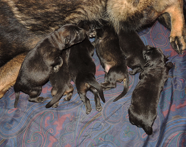 Oxy Mamo S Litter 4 days 2