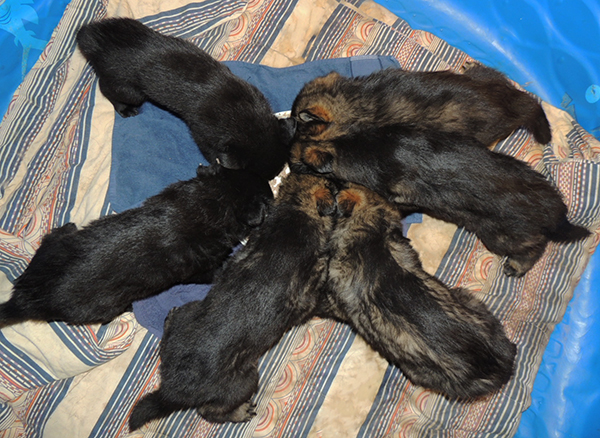 Oxy Mamo S Litter 5 wks