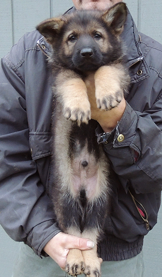 Oxy Mamo S Litter blue collar dark sable male