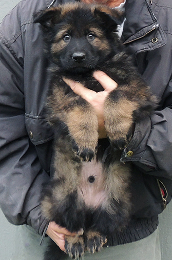 Oxy Mamo S Litter green collar blk sable male