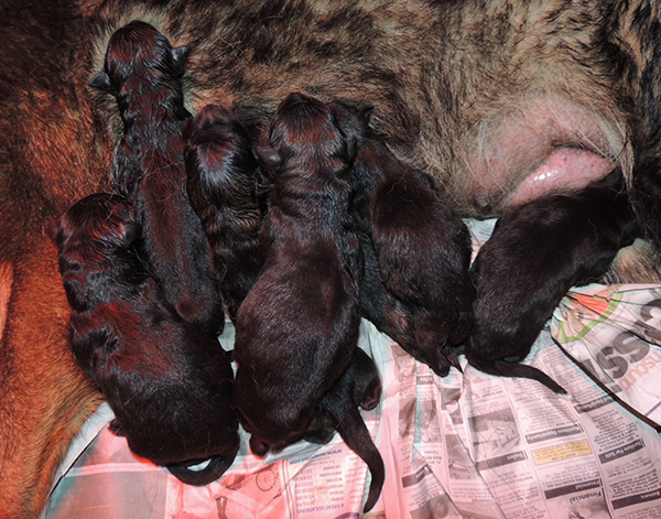 Oxy x Mamo S Litter Newborns