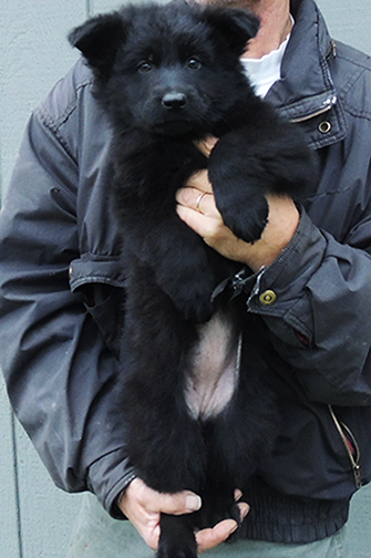 Oxy Mamo S Litter pink collar blk female