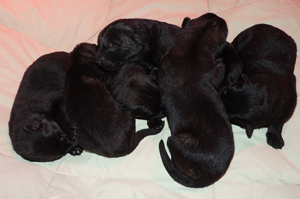 Oxy Mamo S Litter 6 days 1