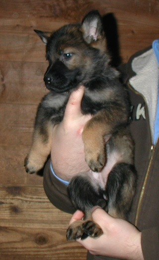 Xenna Lux 2nd litter Pink collar Female