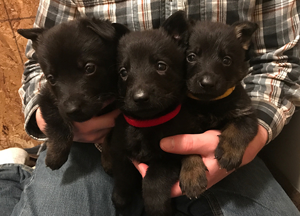 Paca Gerry B Litter females 5 wks 1