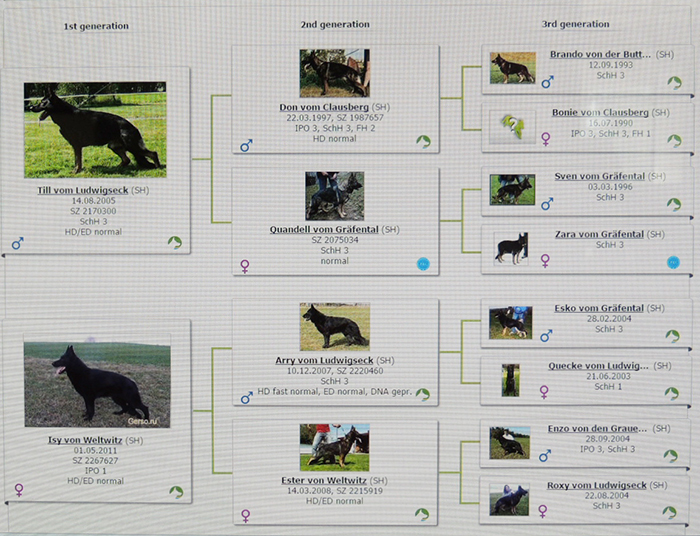 Pedigree_Oxy von Weltwitz