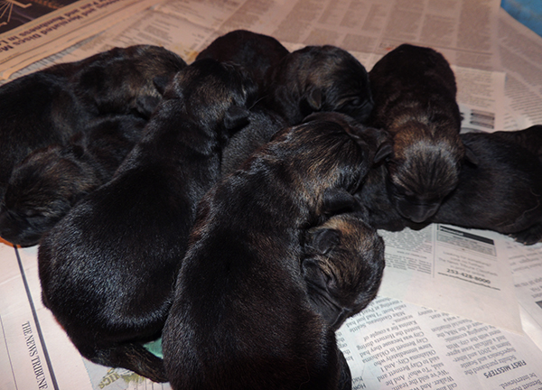 Phyre x Tank K Litter Newborns 3