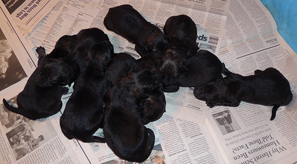 Phyre x Tank K Litter Newborns 4