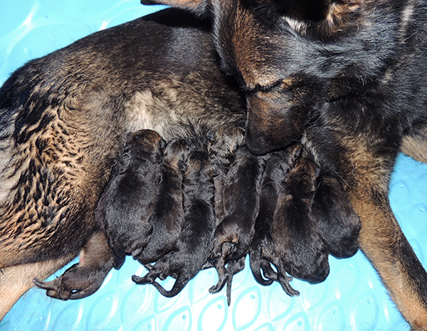 Phyre x Tank K Litter Newborns 1