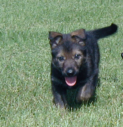 Y LItter Pink collar female 5.5 wks